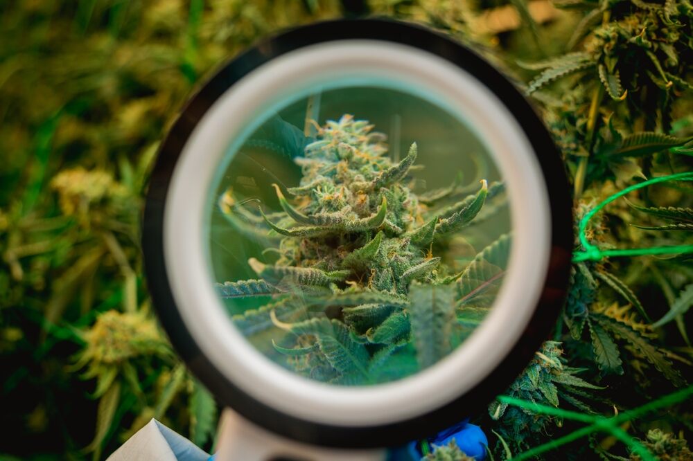 a cannabis plant flowering in the view of a magnifying glass