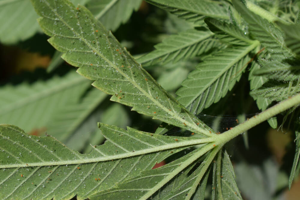 tiny orange spider mites on cannabis plants with web on the leaves