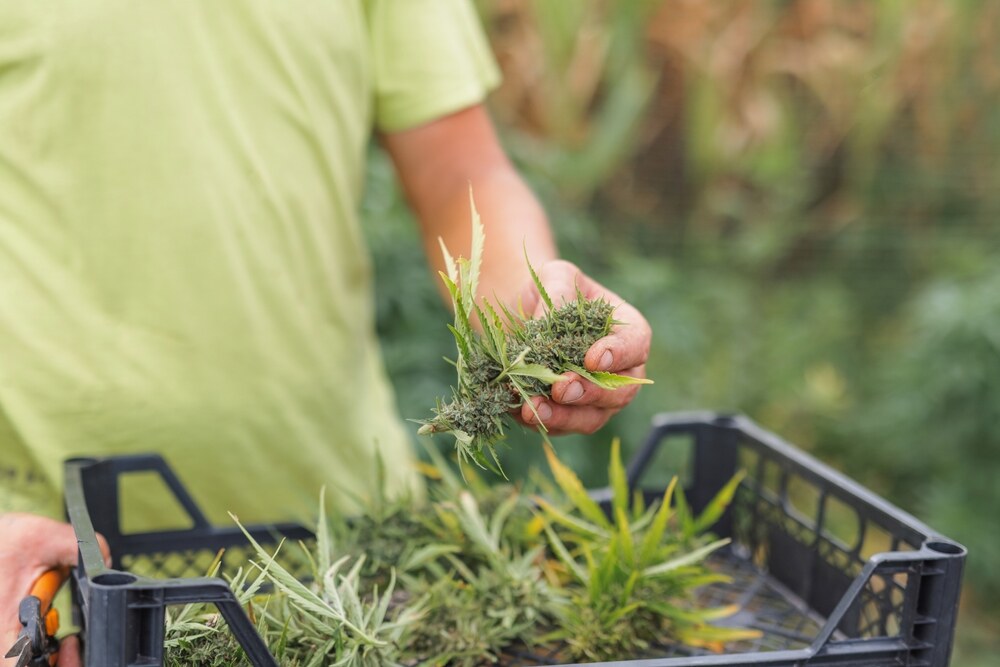 a man holding a harvested piece of cannabis bud and carrying a black tray to put it in