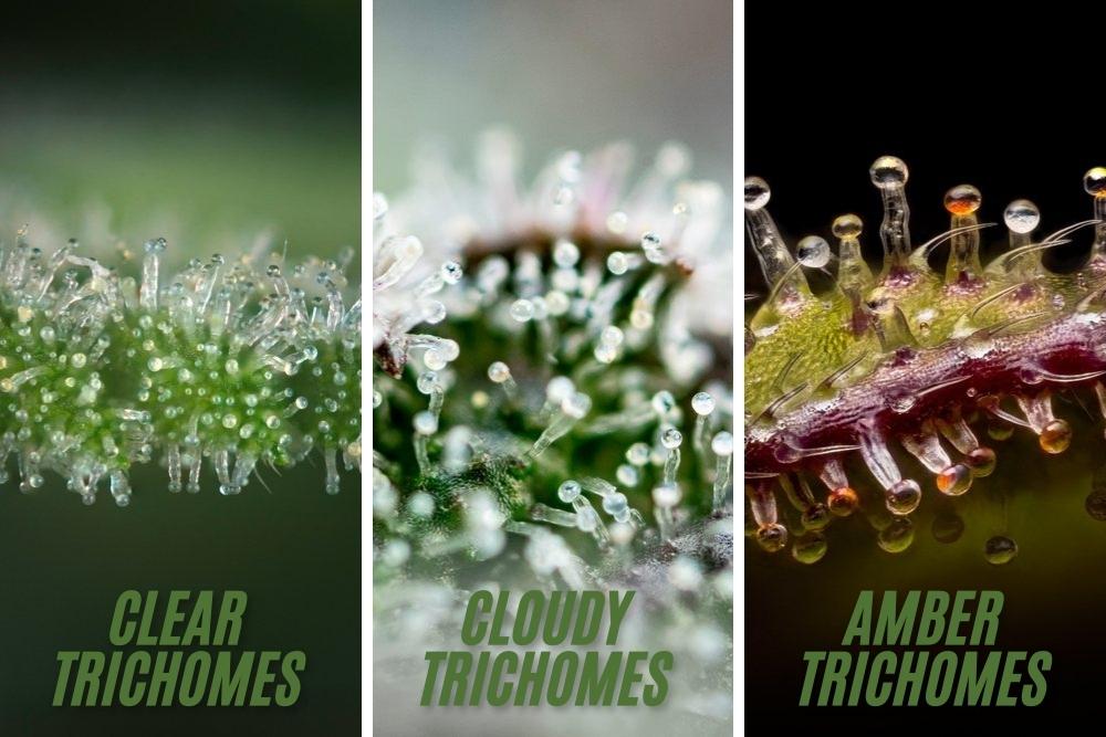 a photo showing the different stages of trichomes
