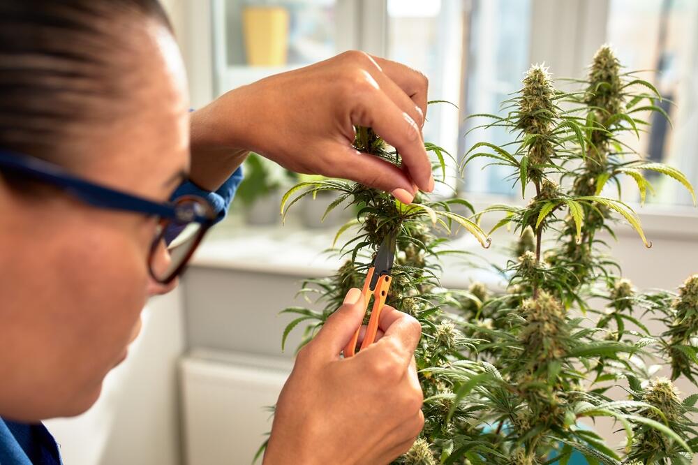 a woman pruning cannabis leaves before getting ready to harvest