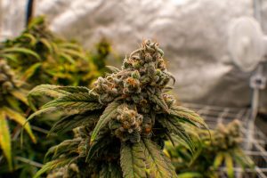 cannabis late flowering indoors