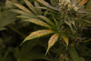 Cannabis leaves with spots