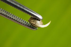 Germinating marijuana seeds