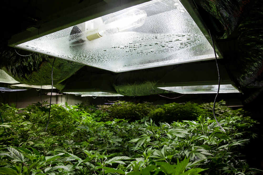 hps cannabis grow lights