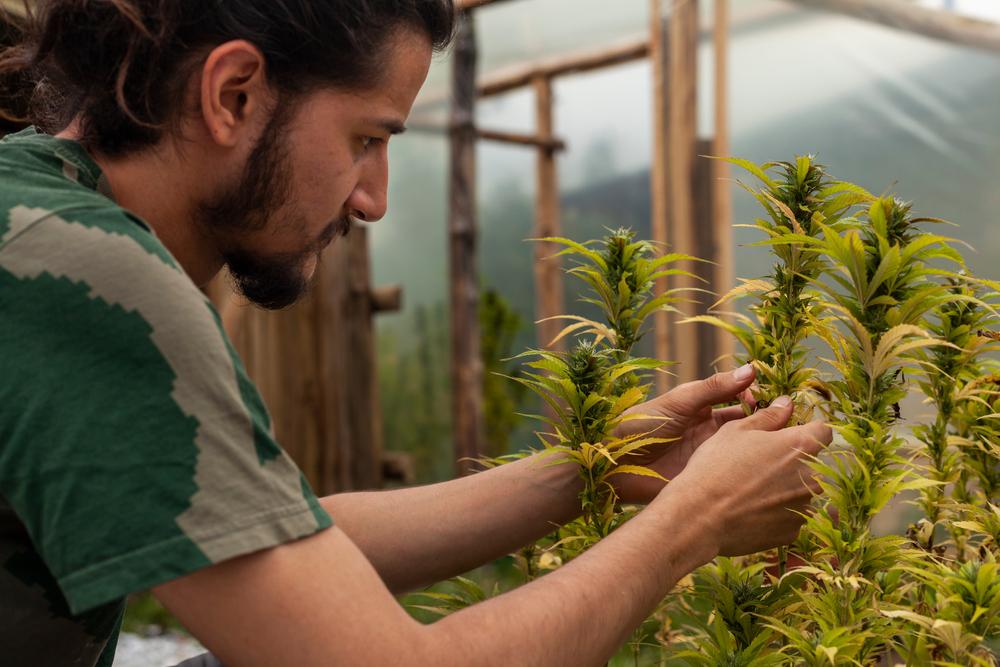 a man in a green and white t-shirt inspecting cannabis plants to check for fungal diseases