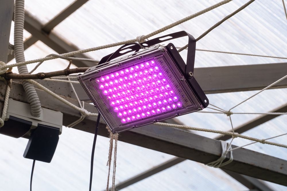 A pink LED grow light hanging from rope inside cannabis grow tent