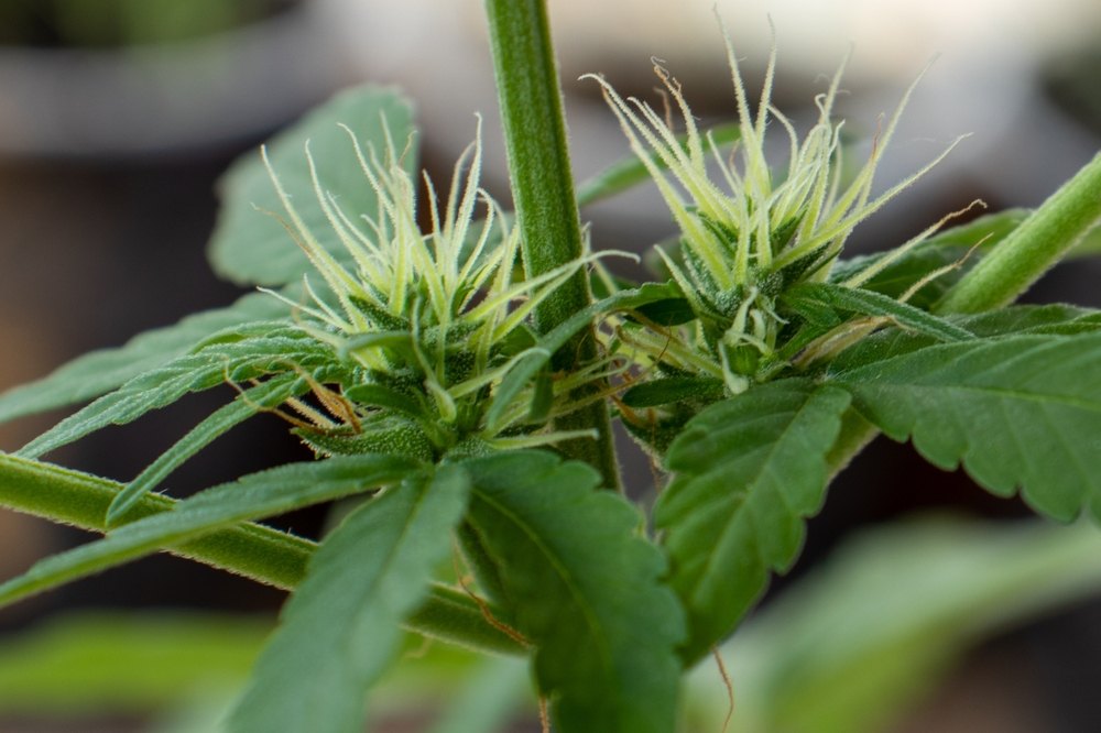 pistils developing on cannabis plant which indicates production of bud