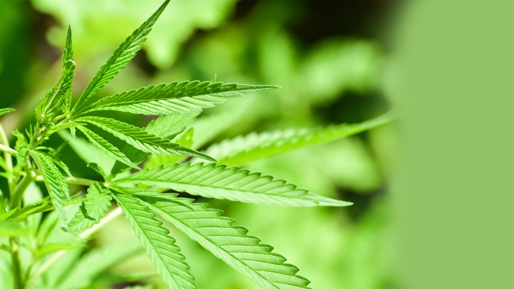 a healthy looking cannabis leaf with a blurry background