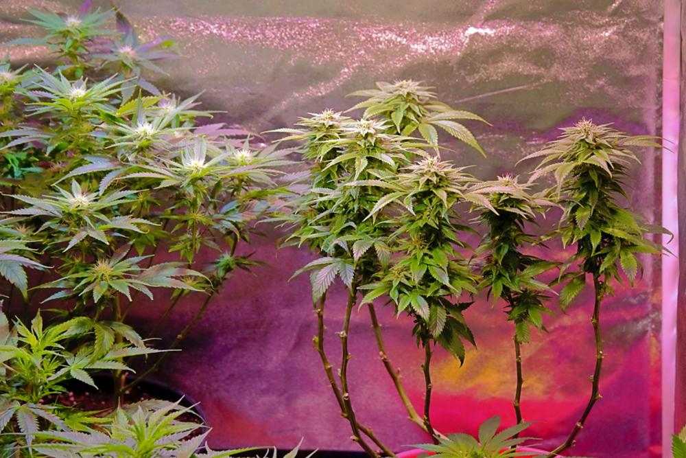 healthy looking cannabis plants in a grow tent