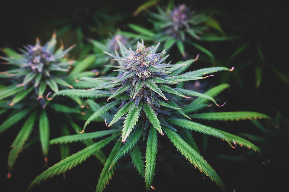 purple cannabis plant