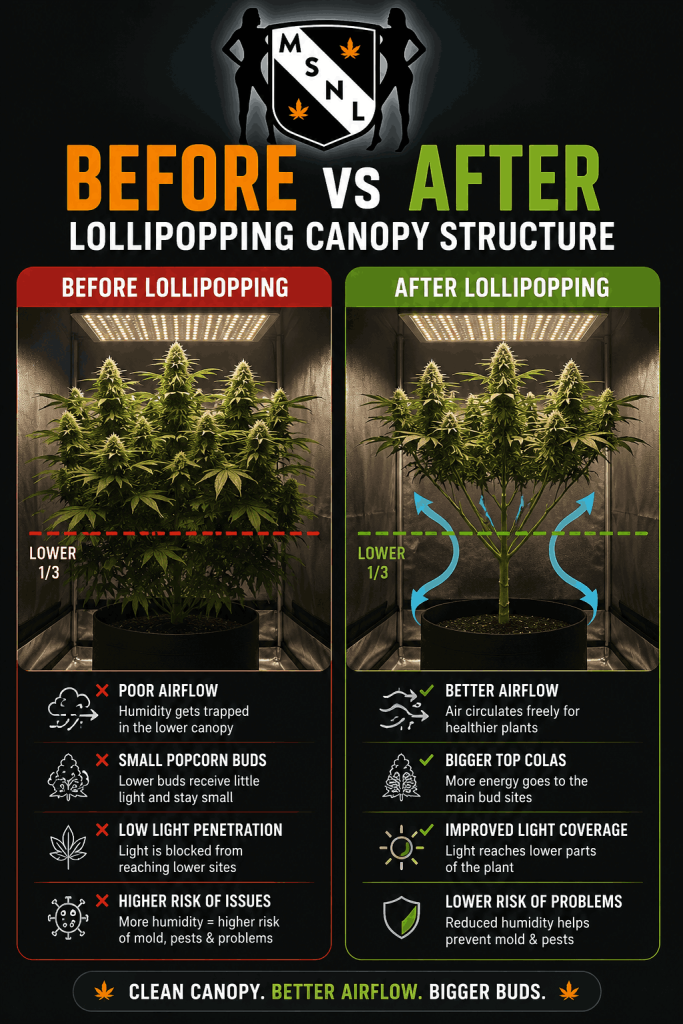 before and after lollipop cannopy