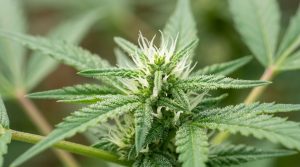 Female_cannabis_plant_early_flowering stage (2)