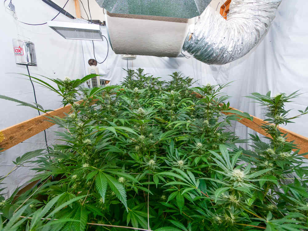 indoor cannabis grow room setup