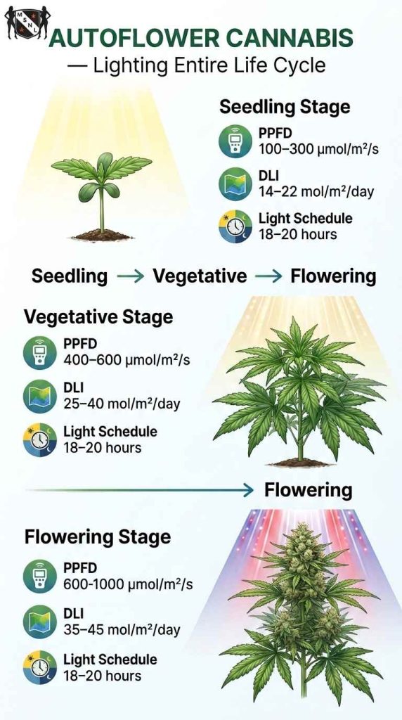 Autoflower Cannabis Lighting Entire Life Cycle