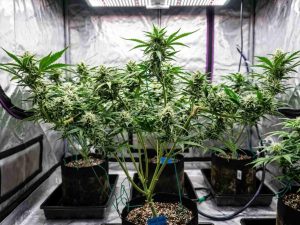 Autoflower Cannabis Plants that is supercropped