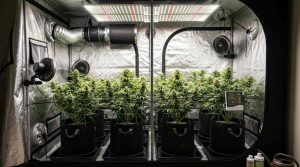 Cannabis Grow Tent Training