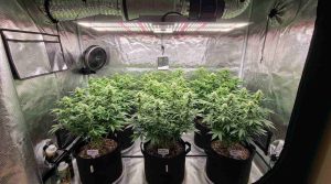 Cannabis Plants in LED Grow Room