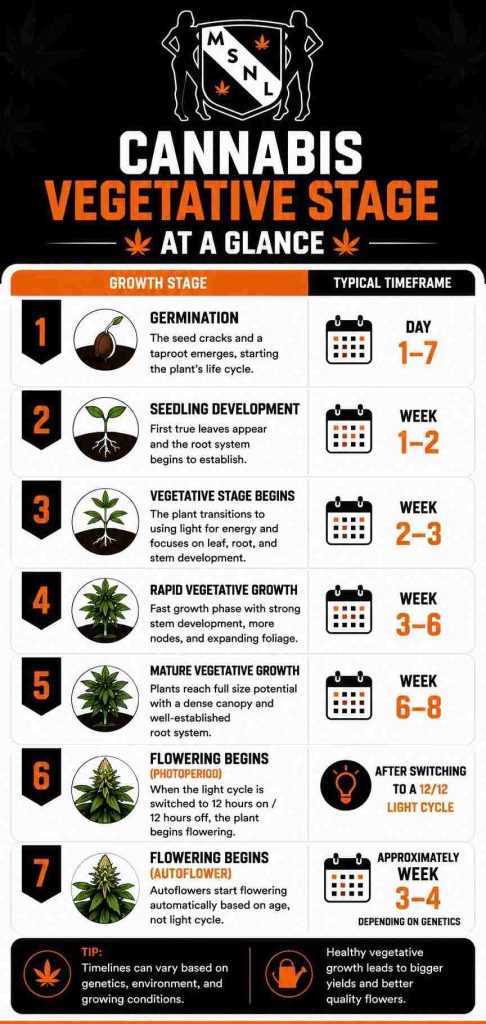 cannabis vegetative stage at a glance