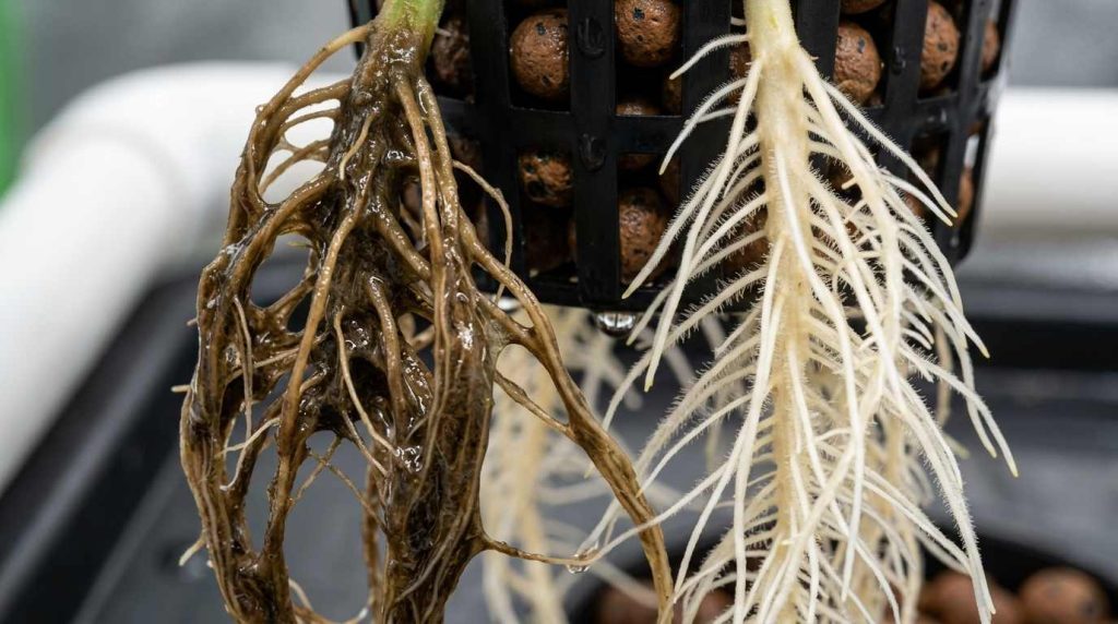 root rot