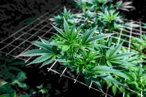 Growing,Marijuana,Using,The,Scrog,Method