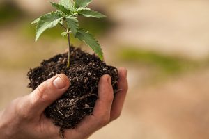 Transplant Cannabis Plant