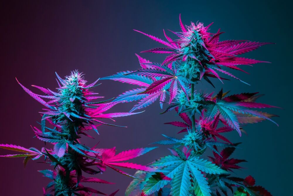 an autoflower and a photoperiod side by side growing under the same conditions