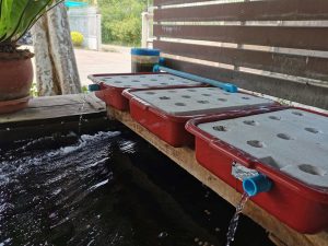 pots getting ready for cannabis aquaponics grow