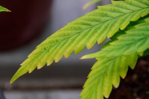 cannabis-leaf-veins-turning-yellow-2.jpg