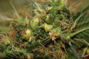 Cannabis plant displaying the early signs of being a hermie