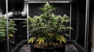 Cannabis_plant_flowering_indoors autoflower