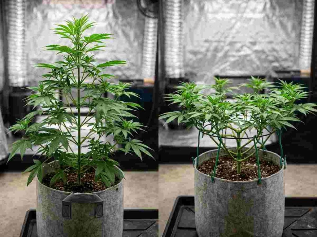 Comparison of an untrained cannabis plant and an LST-trained cannabis plant