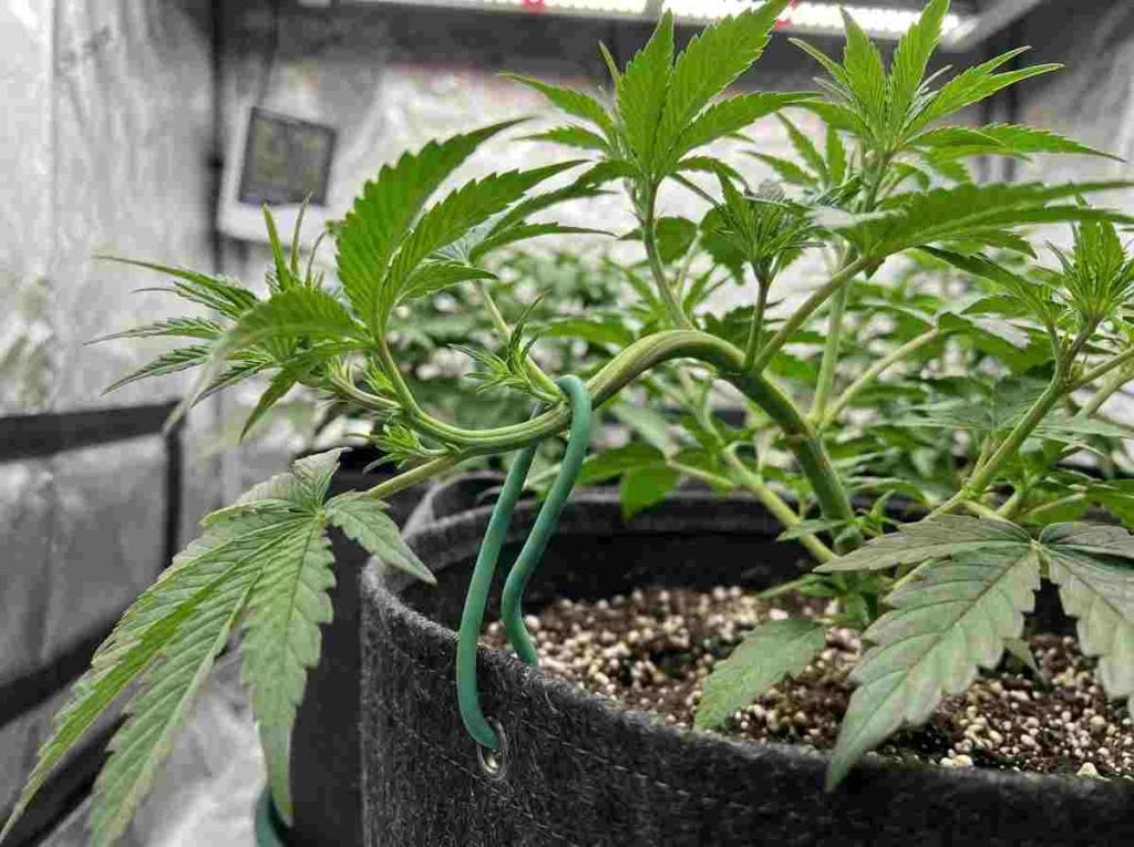 Cannabis branch gently bent and secured with a soft plant tie during LST