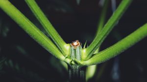 cannabis plant after being fimmed