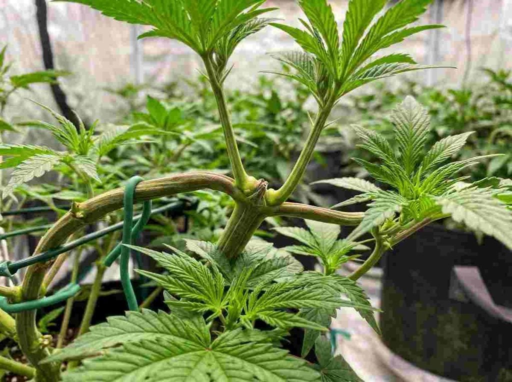 Healthy new cannabis growth developing after plant training and recovery