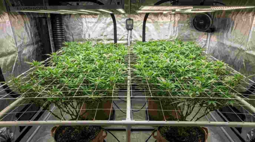 Cannabis branches trained across a ScrOG trellis to create an even canopy