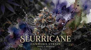 Slurricane Cannabis Strain (1)