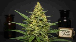 durban poison cannabis strain