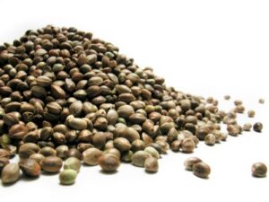 Marijuana seeds