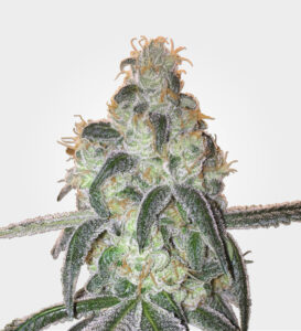 girl-scout-cookies-feminized