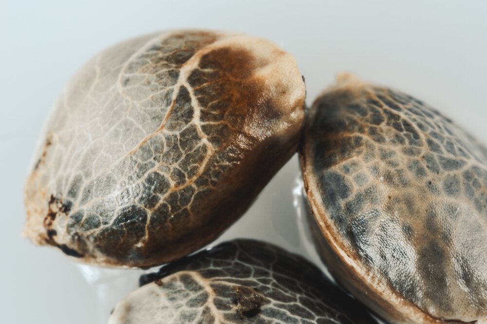 a close up microscopic photo of some f1 cannabis seeds