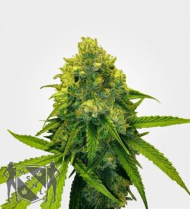 green-crack-feminized