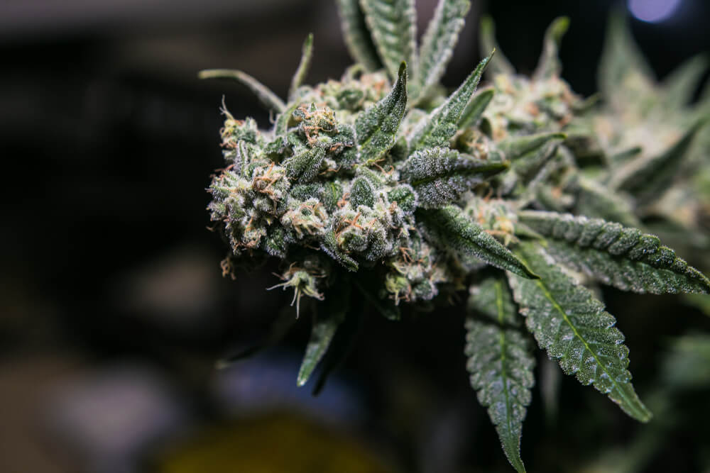 Headband OG Plant