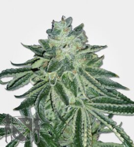 blue-dream-feminized-marijuana-seeds-by-msnl