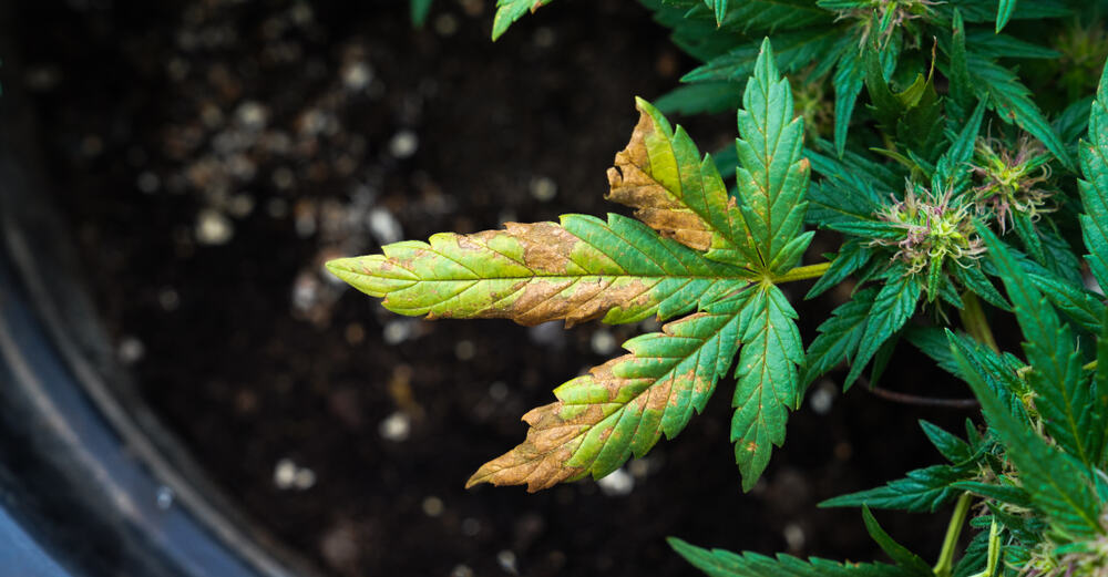 a cannabis plant with a leaf showing the late stages of phosphorus deficiency