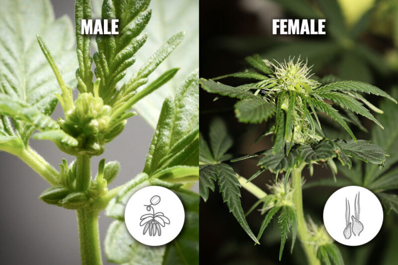 Male and female cannabis plant reproductive structures