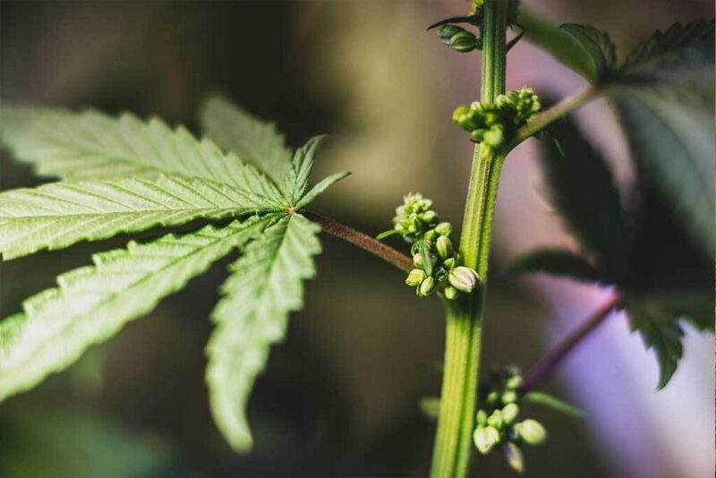 Male cannabis pollen sacs compared with female cannabis flowers