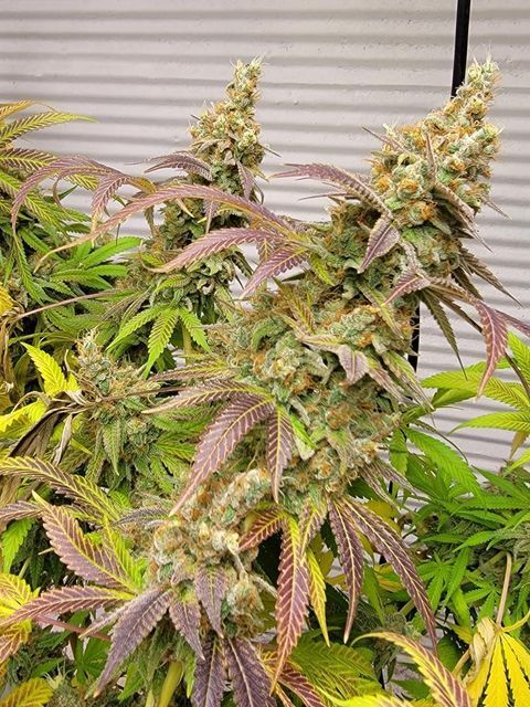 Mimosa strain growing indoors