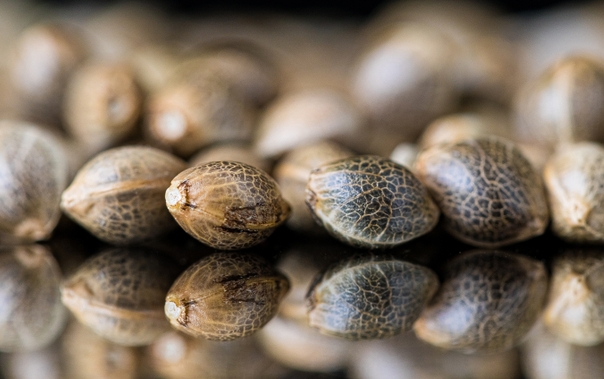 close up of cannabis regular seeds