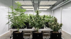 side by side cannabis plants for seed type comparison (2)